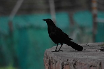 Great-tailed Grackle mexico Mon, 8/2/2021