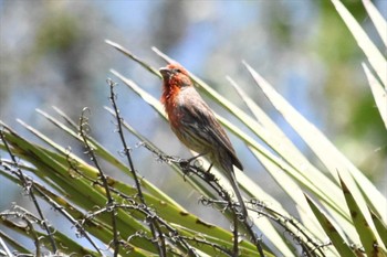 House Finch mexico Mon, 8/2/2021