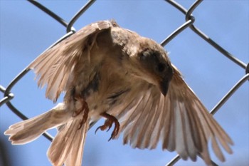 House Sparrow mexico Mon, 8/2/2021