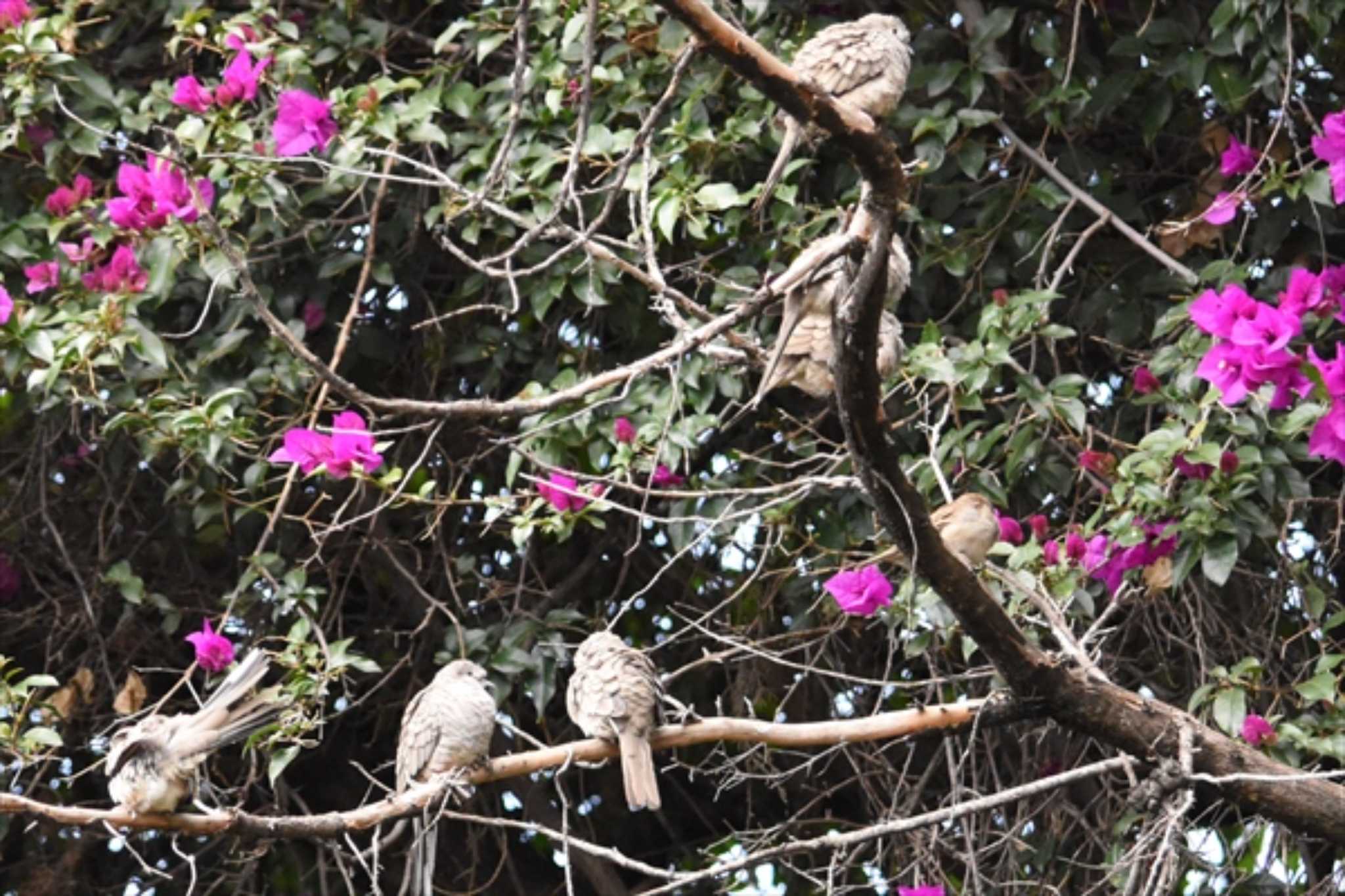 Photo of Inca Dove at mexico by ヨシテル