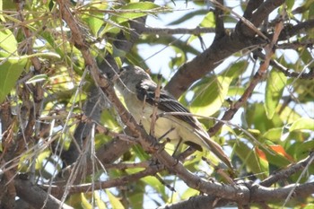 Least Flycatcher mexico Mon, 8/2/2021