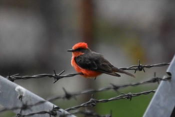 Scarlet Flycatcher mexico Mon, 8/2/2021