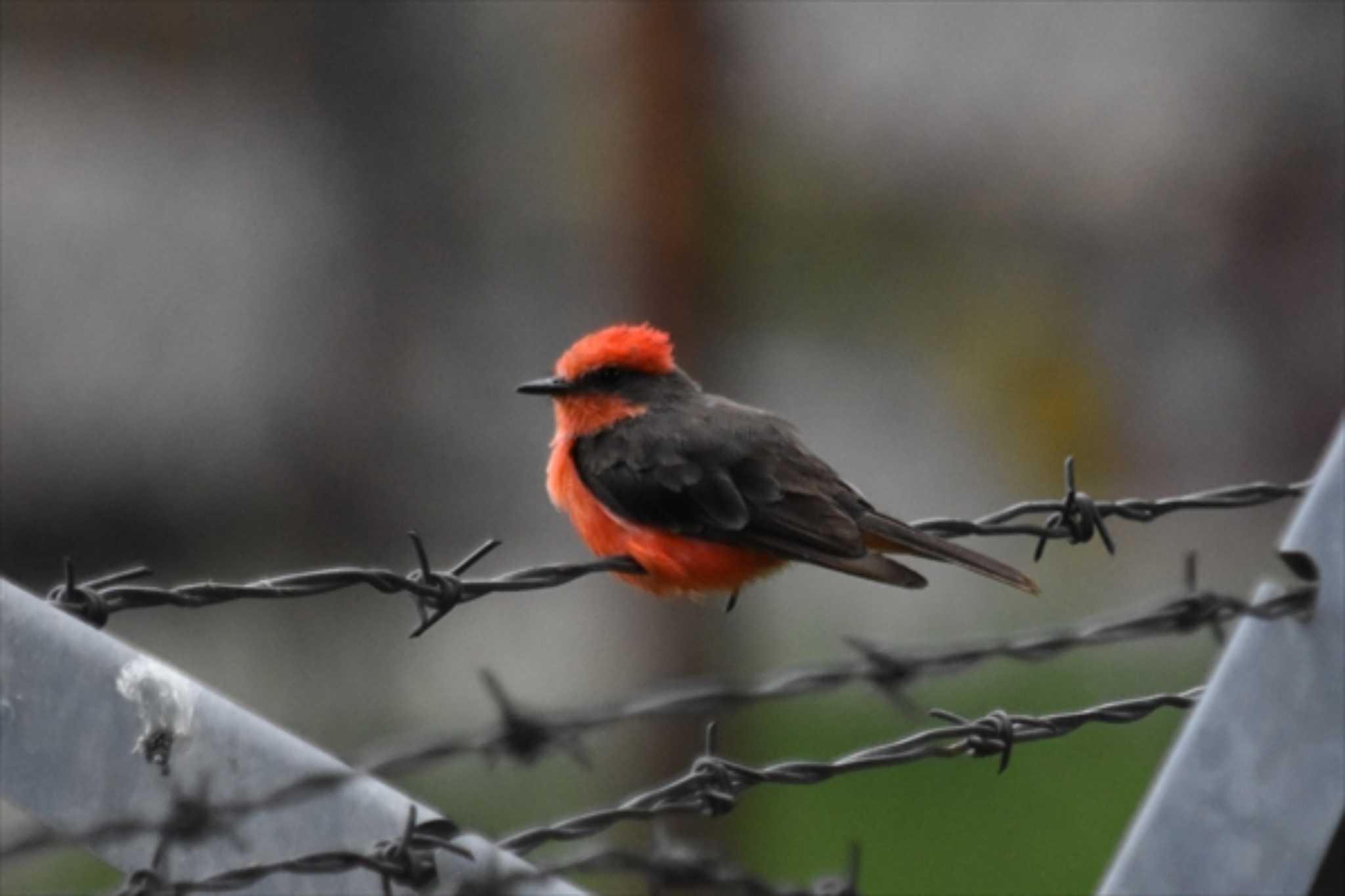 Photo of Scarlet Flycatcher at mexico by ヨシテル