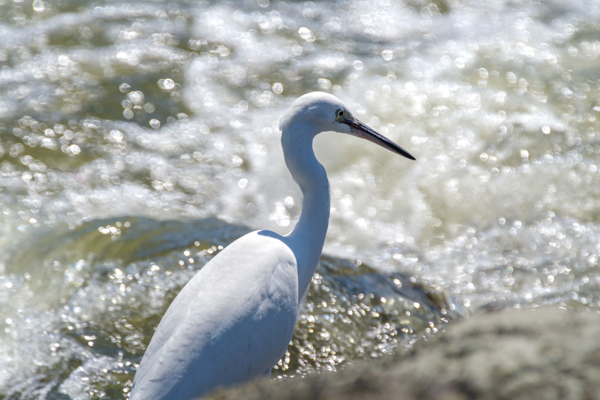 東京港野鳥公園 コサギの写真 by Marco Birds