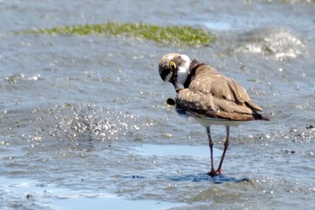 コチドリ 東京港野鳥公園 2021年7月25日(日)