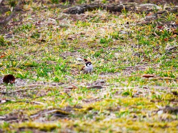 スズメ 宮城県仙台市・青葉山 2017年3月12日(日)