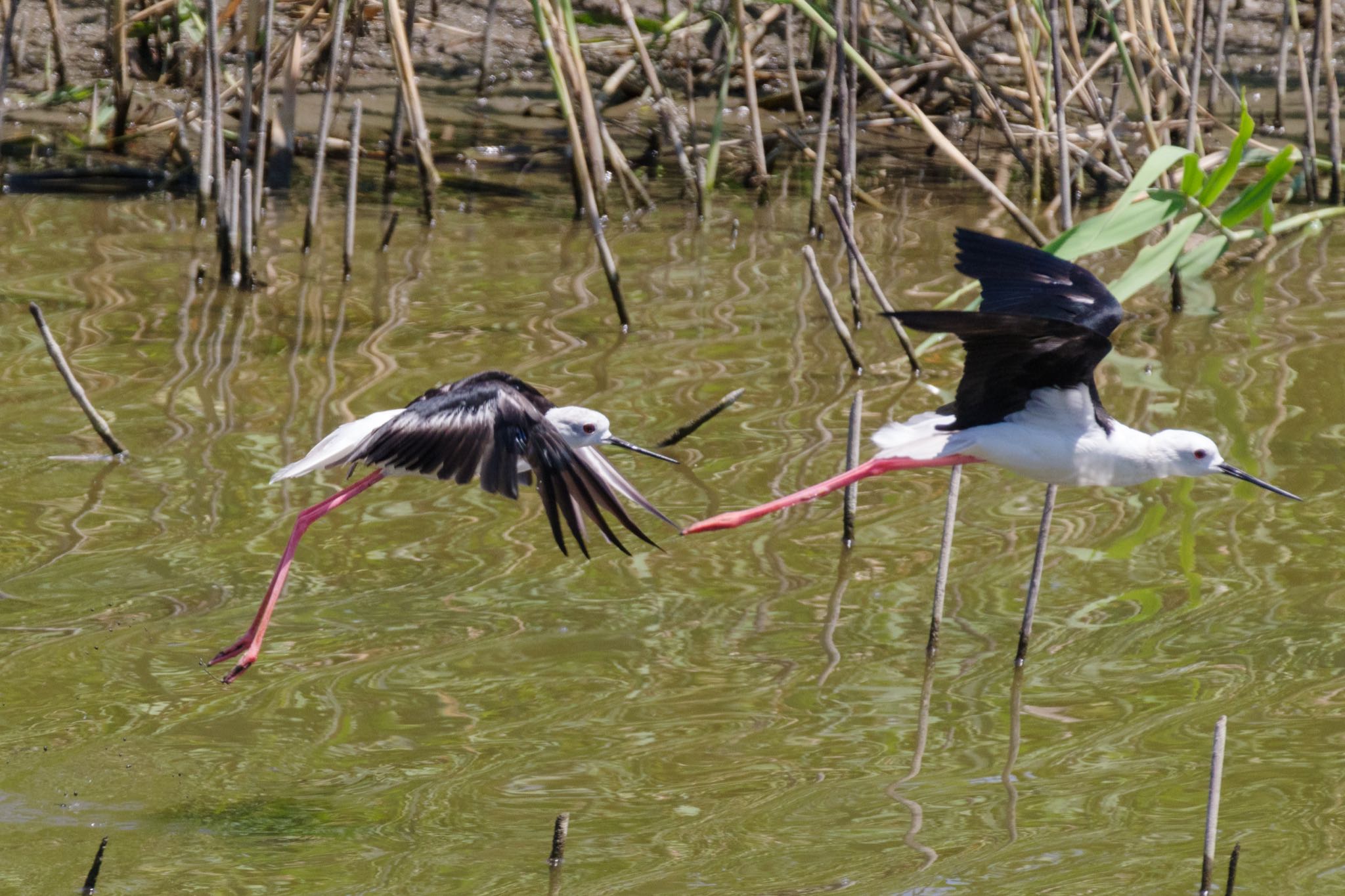 東京港野鳥公園 セイタカシギの写真 by Marco Birds