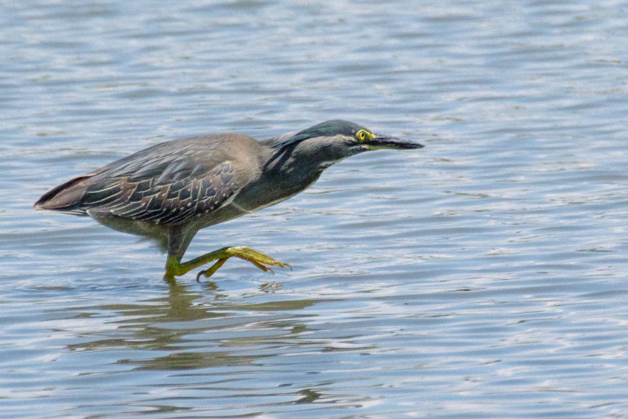 東京港野鳥公園 ササゴイの写真