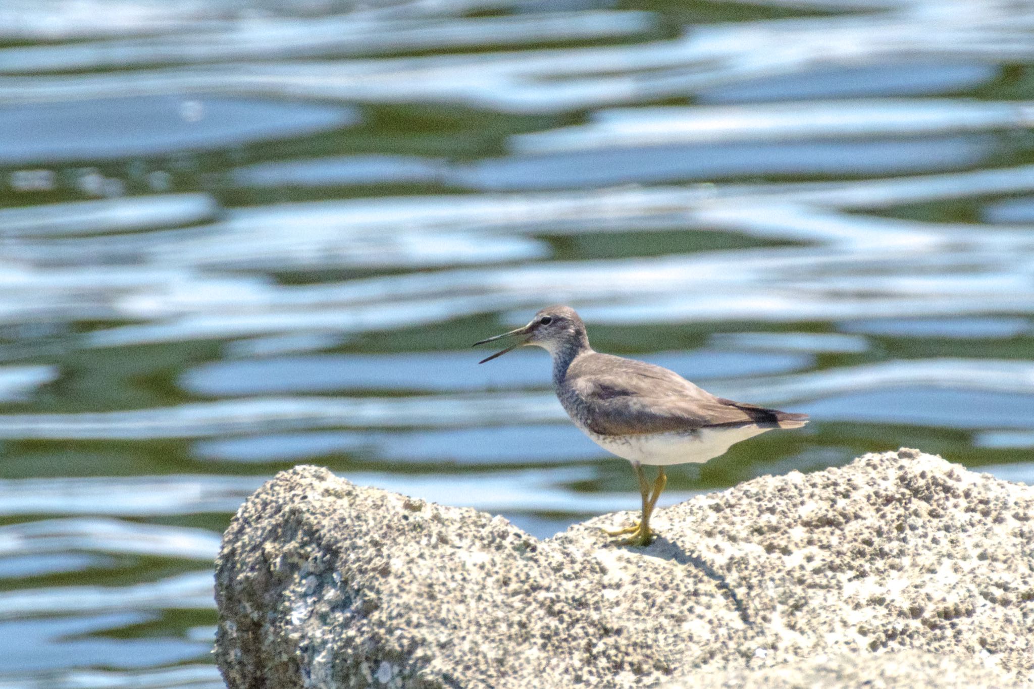 東京港野鳥公園 キアシシギの写真