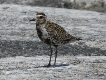 Pacific Golden Plover Yoron Island Mon, 8/2/2021