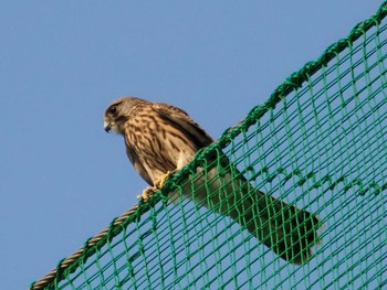 Common Kestrel 大阪府 Sun, 8/1/2021