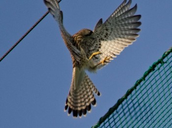 Common Kestrel 大阪府 Sun, 8/1/2021