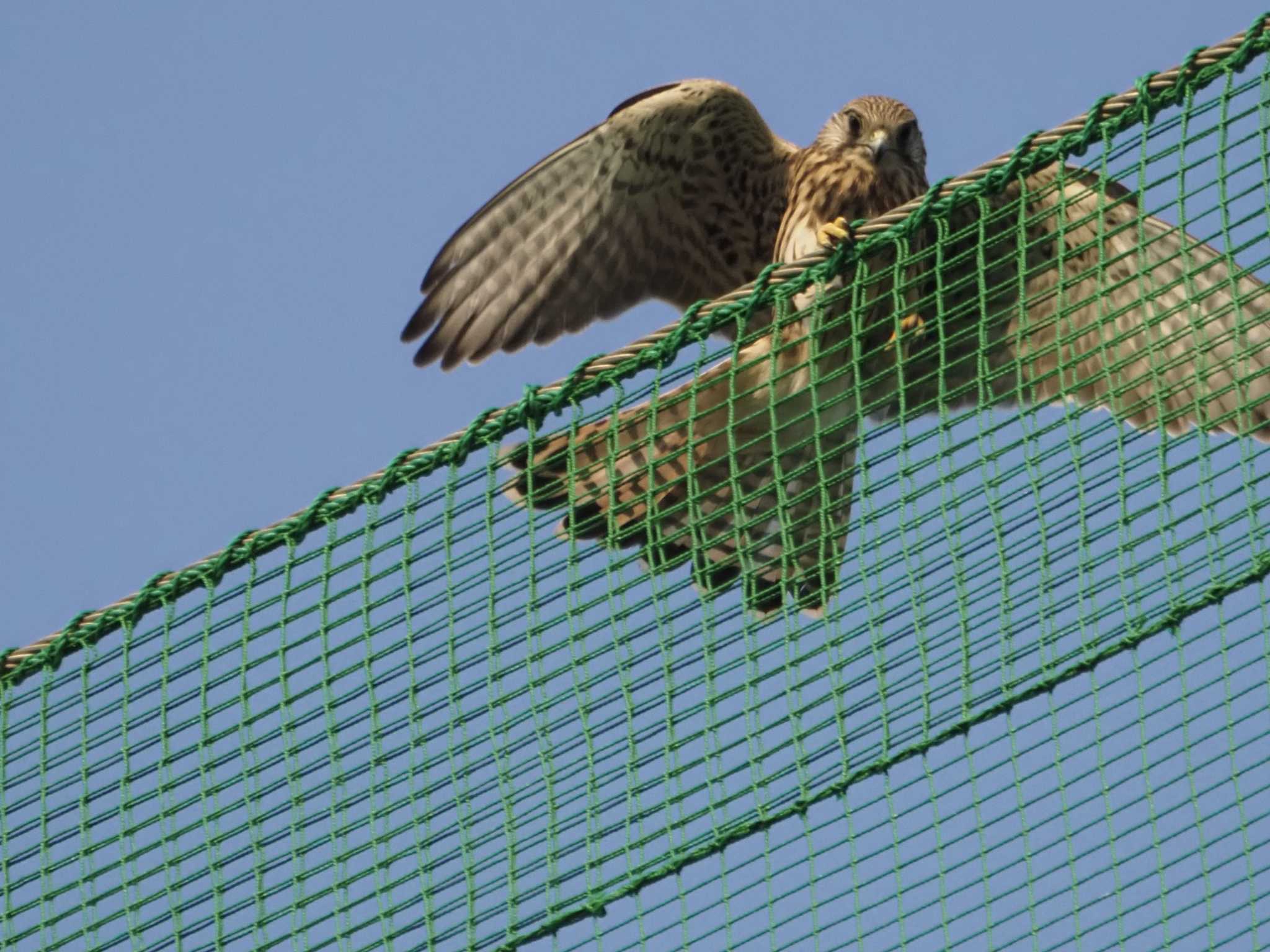 大阪府 チョウゲンボウの写真