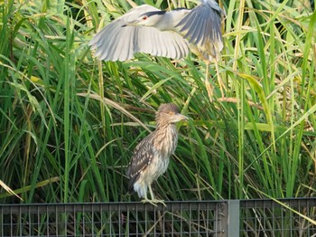 Black-crowned Night Heron 大阪府 Sun, 8/1/2021