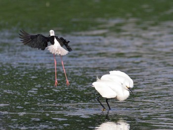 コサギ 東京港野鳥公園 2021年7月11日(日)