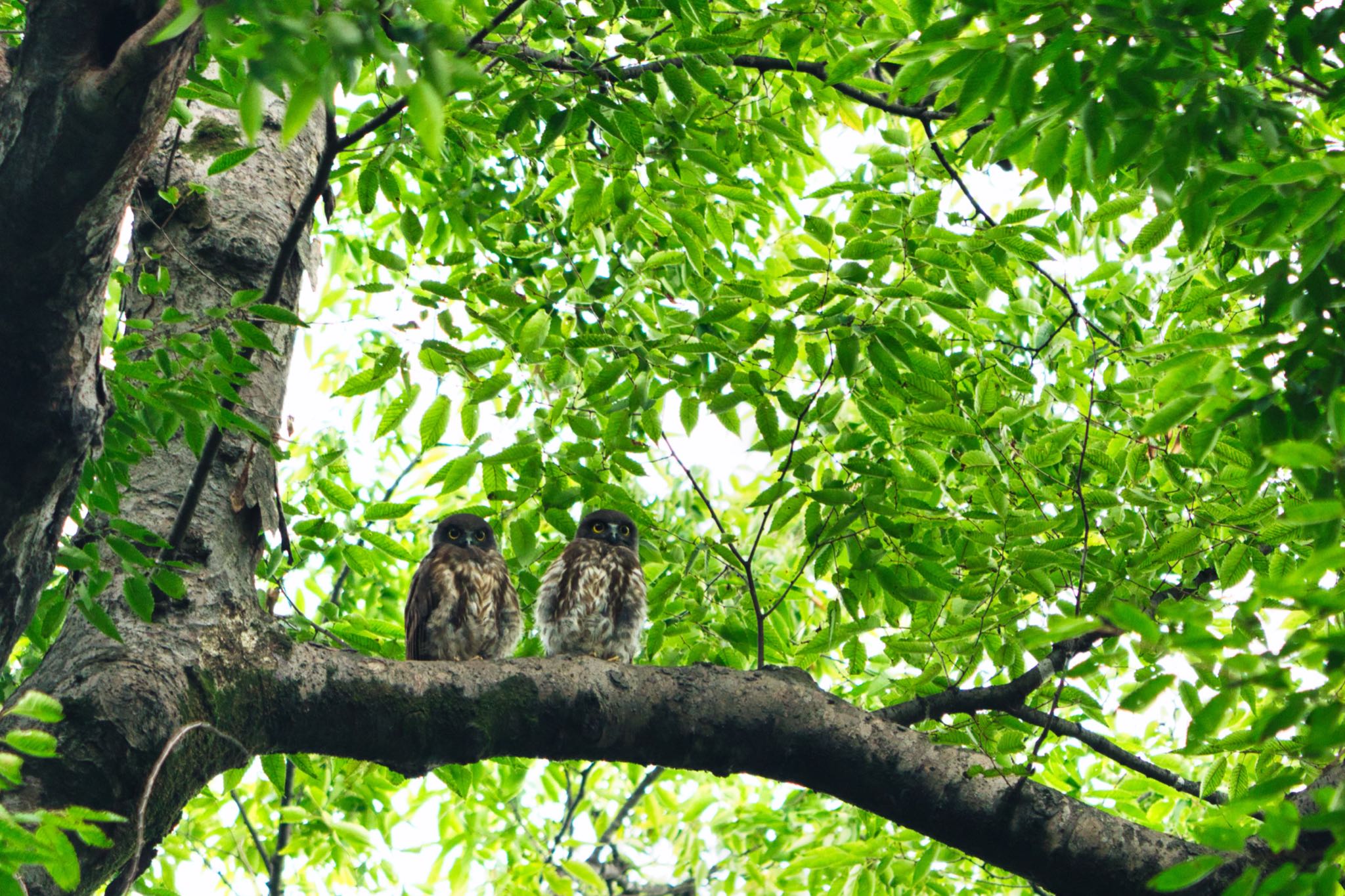 埼玉県秩父市 アオバズクの写真 by naturedrop