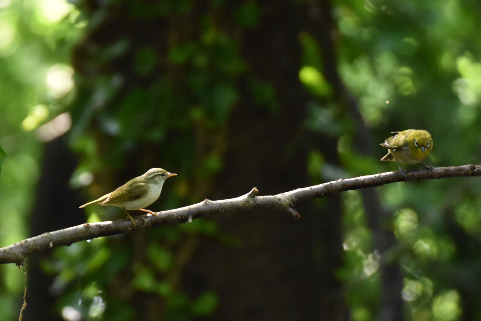 Photo of Eastern Crowned Warbler at 権現山(弘法山公園) by 遼太