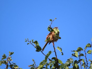 Meadow Bunting 道志村 Sun, 8/1/2021