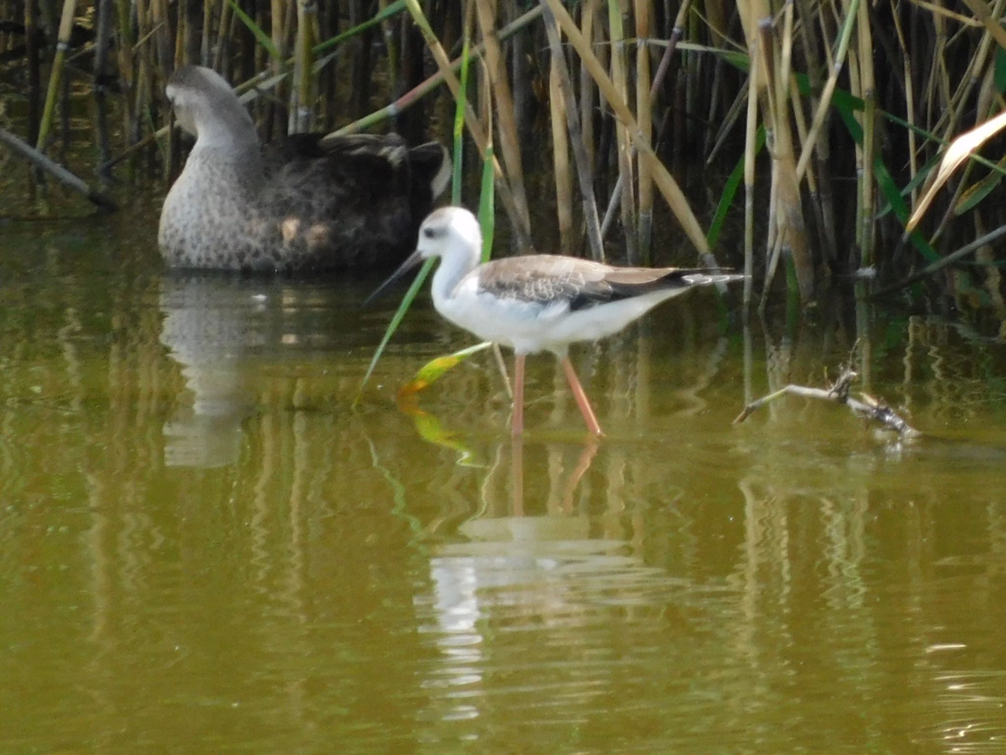 東京港野鳥公園 セイタカシギの写真