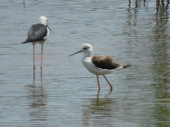 セイタカシギ 東京港野鳥公園 2021年7月31日(土)