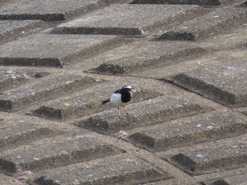 Japanese Wagtail 大栗川 Thu, 7/29/2021