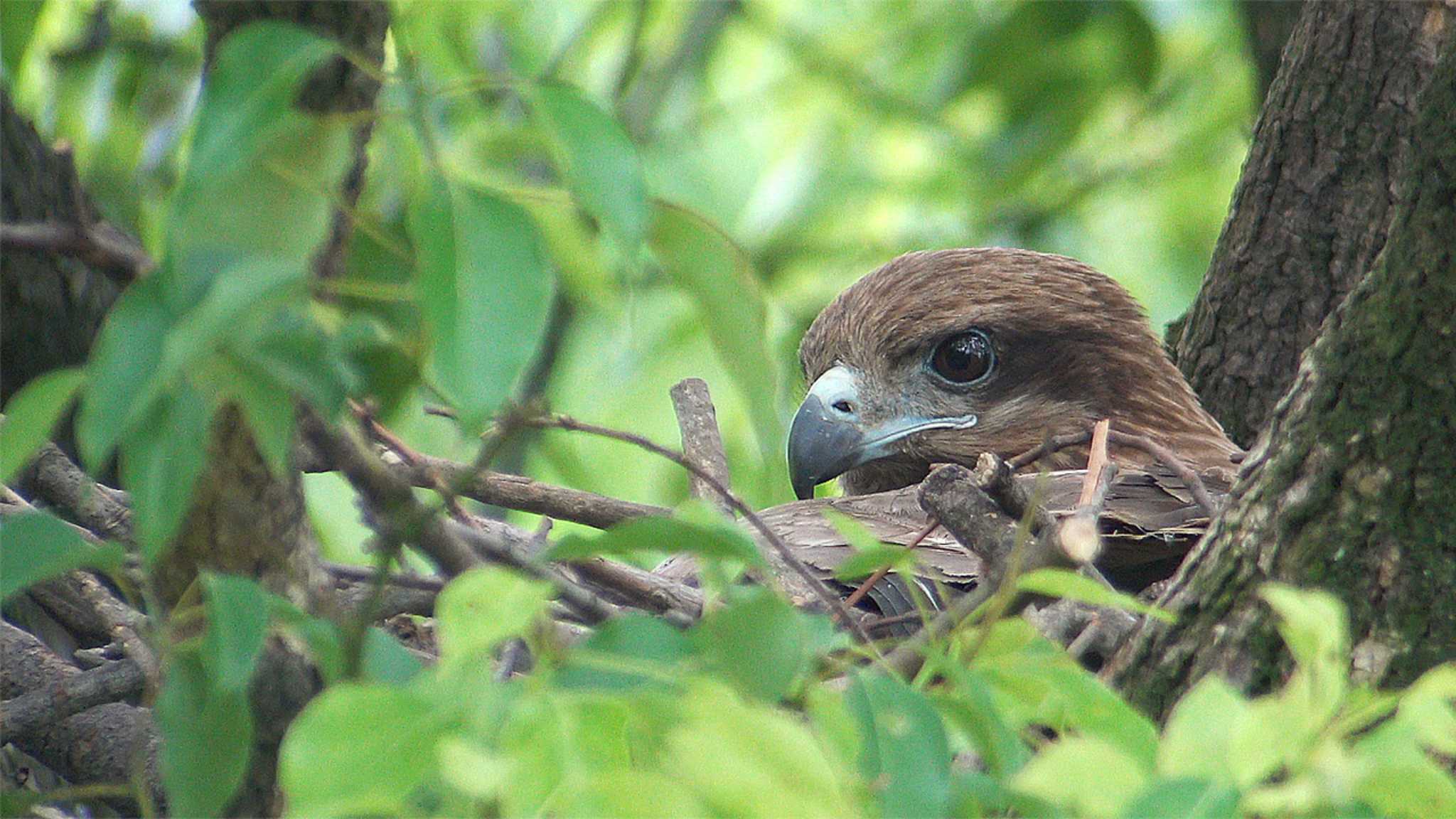 若いヒナ？それとも親鳥でしょうk？ by Birdlover.jp