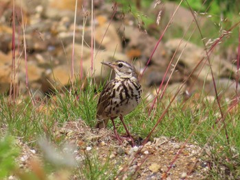 Mon, 8/2/2021 Birding report at 宮城蔵王