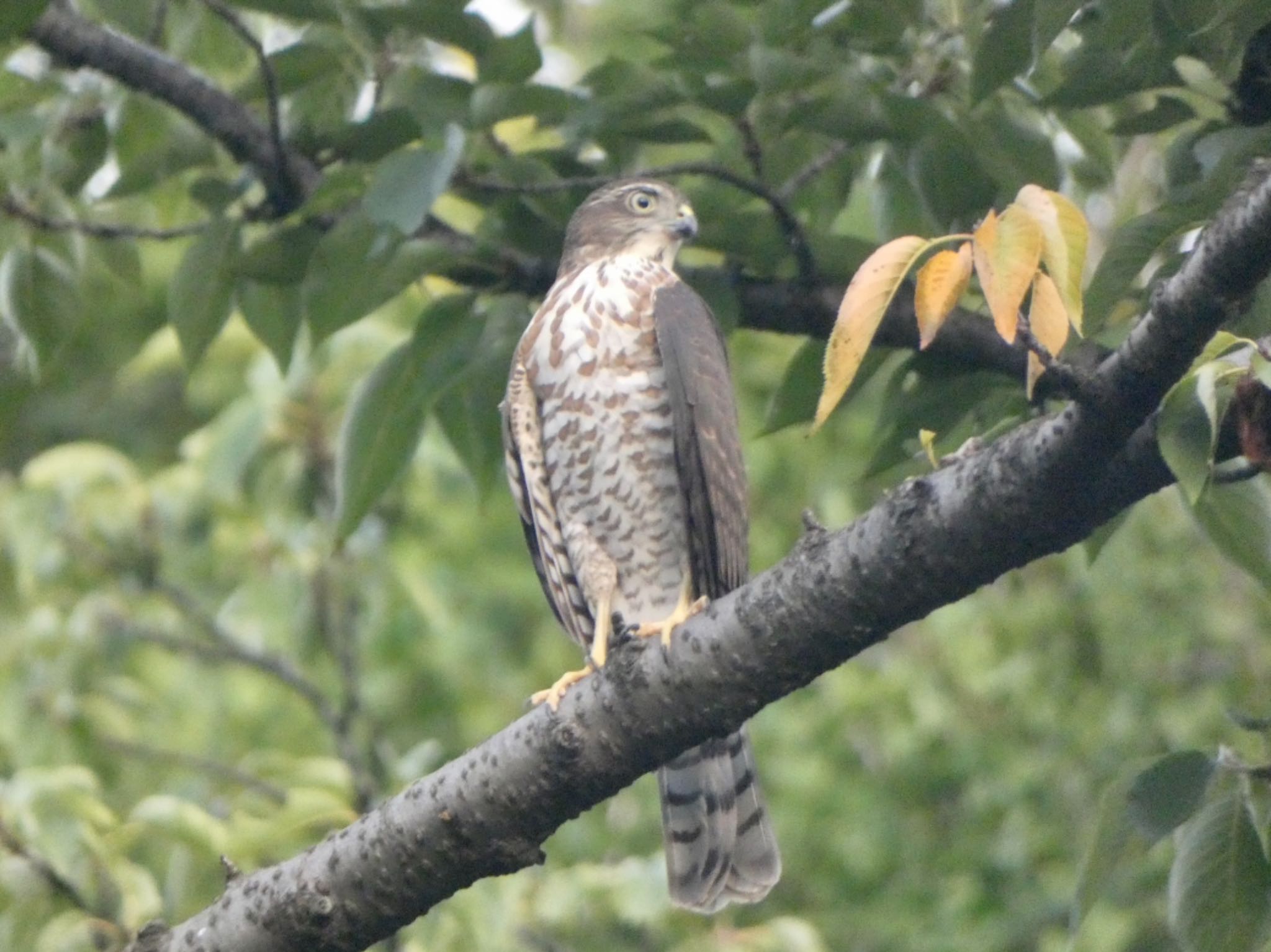 染井霊園 ツミの写真