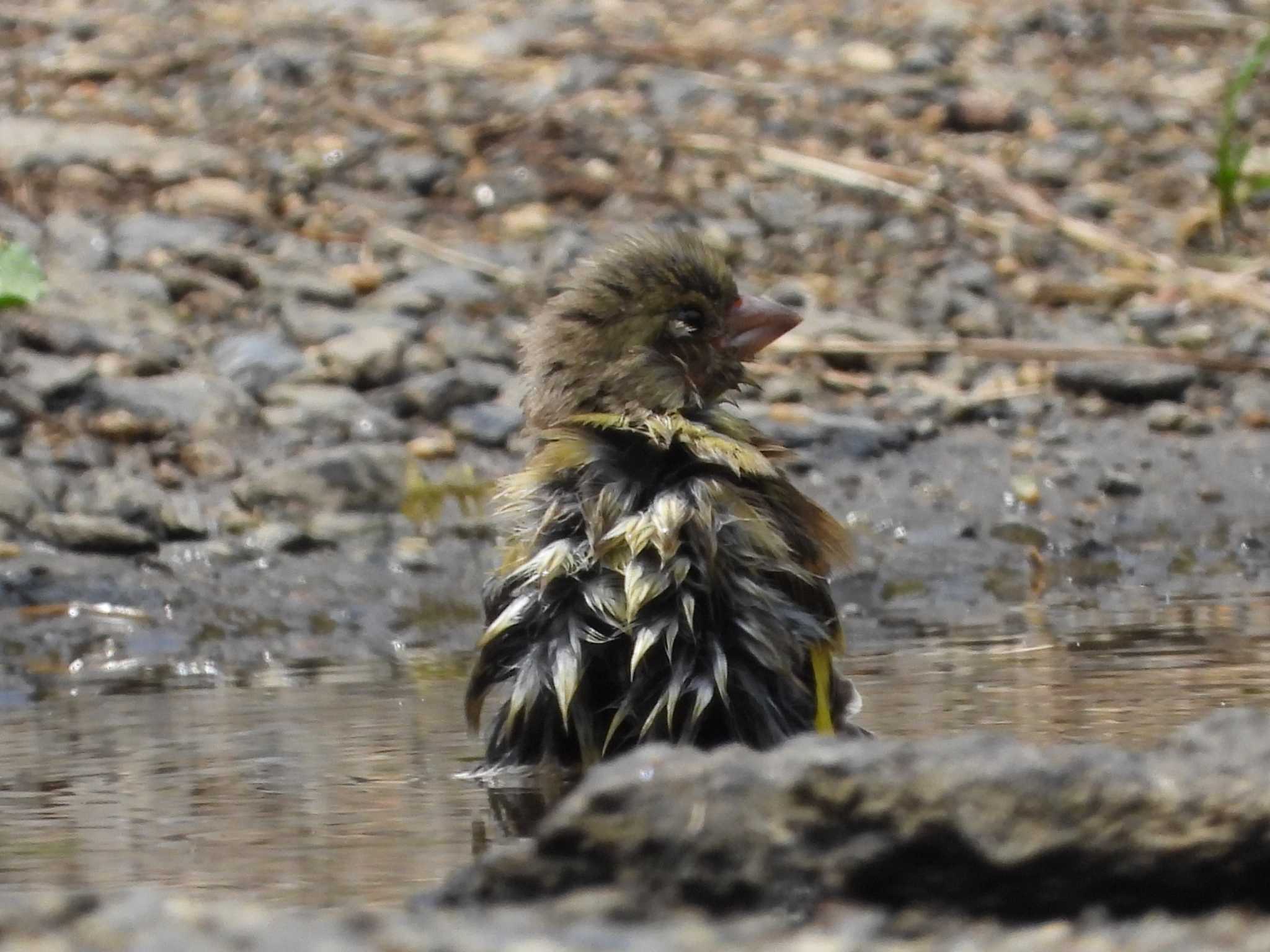 太白山自然観察の森 カワラヒワの写真