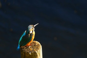 Common Kingfisher Nogawa Wed, 12/18/2019