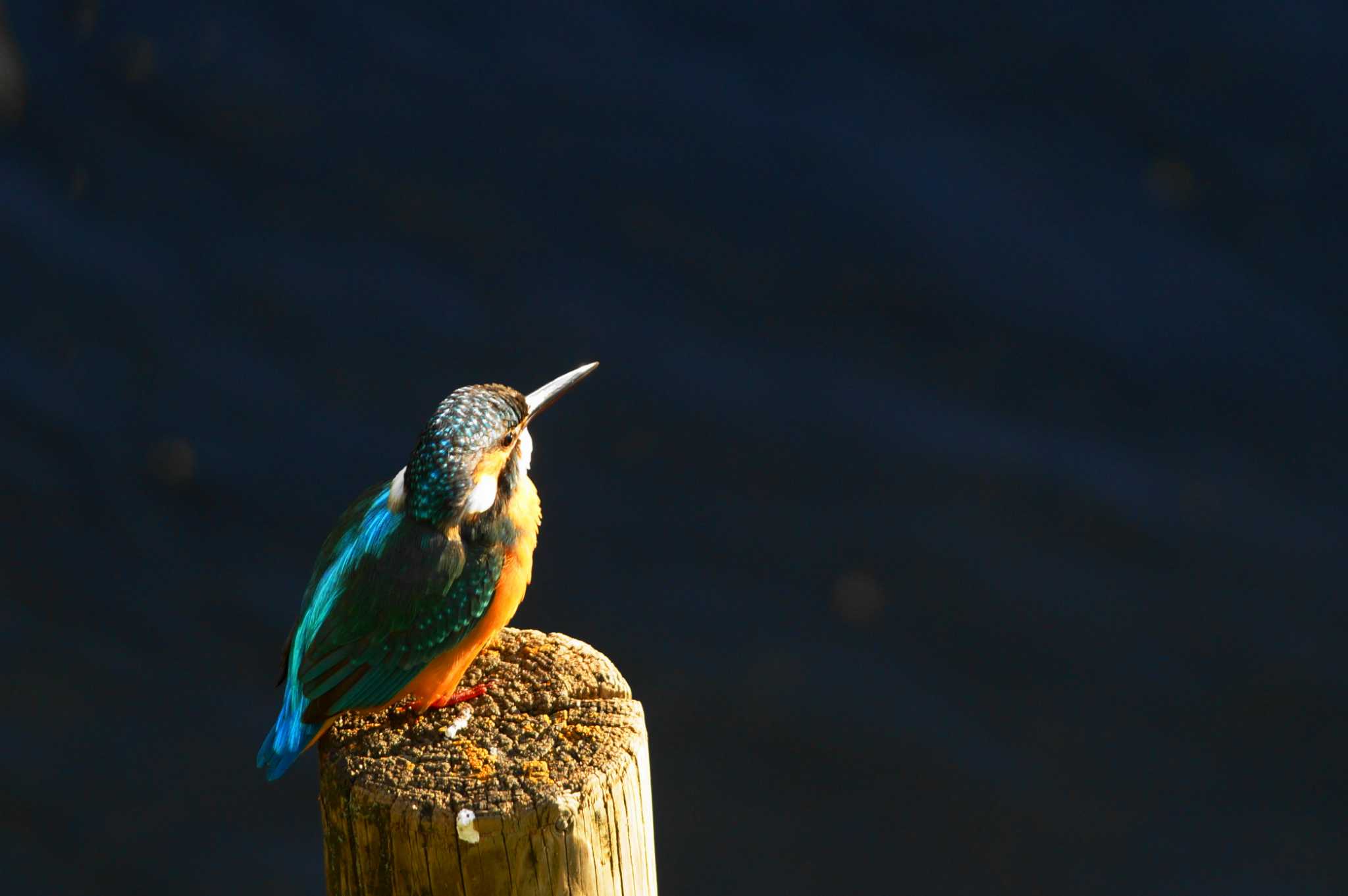 Photo of Common Kingfisher at Nogawa by bea