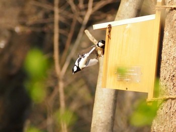 Japanese Tit Shinjuku Gyoen National Garden Thu, 3/30/2017