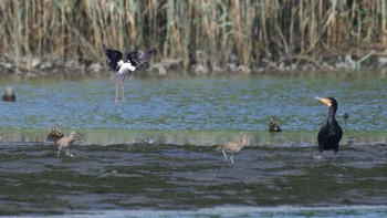 カワウ 東京港野鳥公園 2021年7月11日(日)