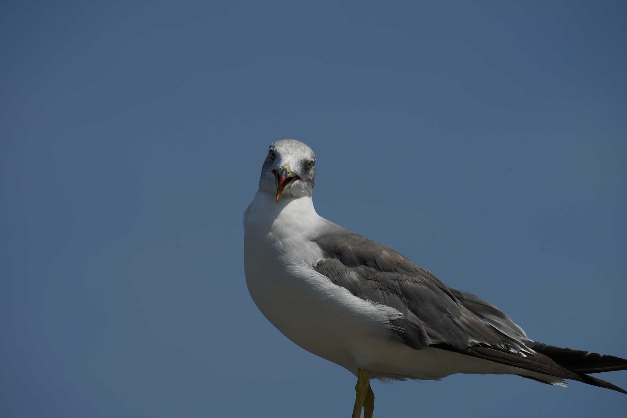 松江市鹿島町 ウミネコの写真