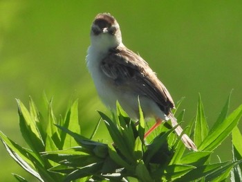 セッカ 秋ヶ瀬公園付近 2021年8月3日(火)