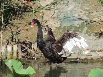 Black Swan Chaoyang Park(Beijing) Sun, 8/1/2021