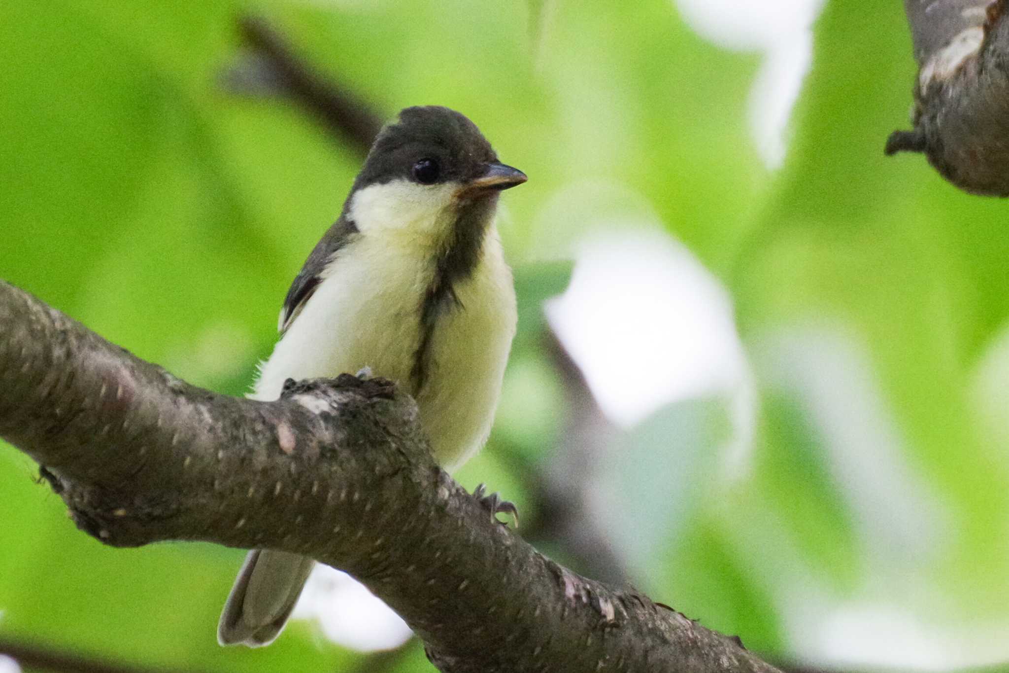 シジュウカラ