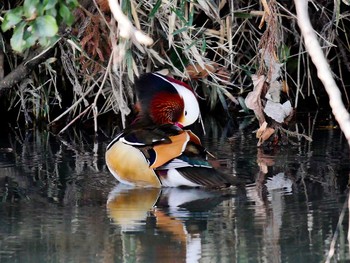 Mandarin Duck 宮城県仙台市・青葉山 Sat, 3/18/2017