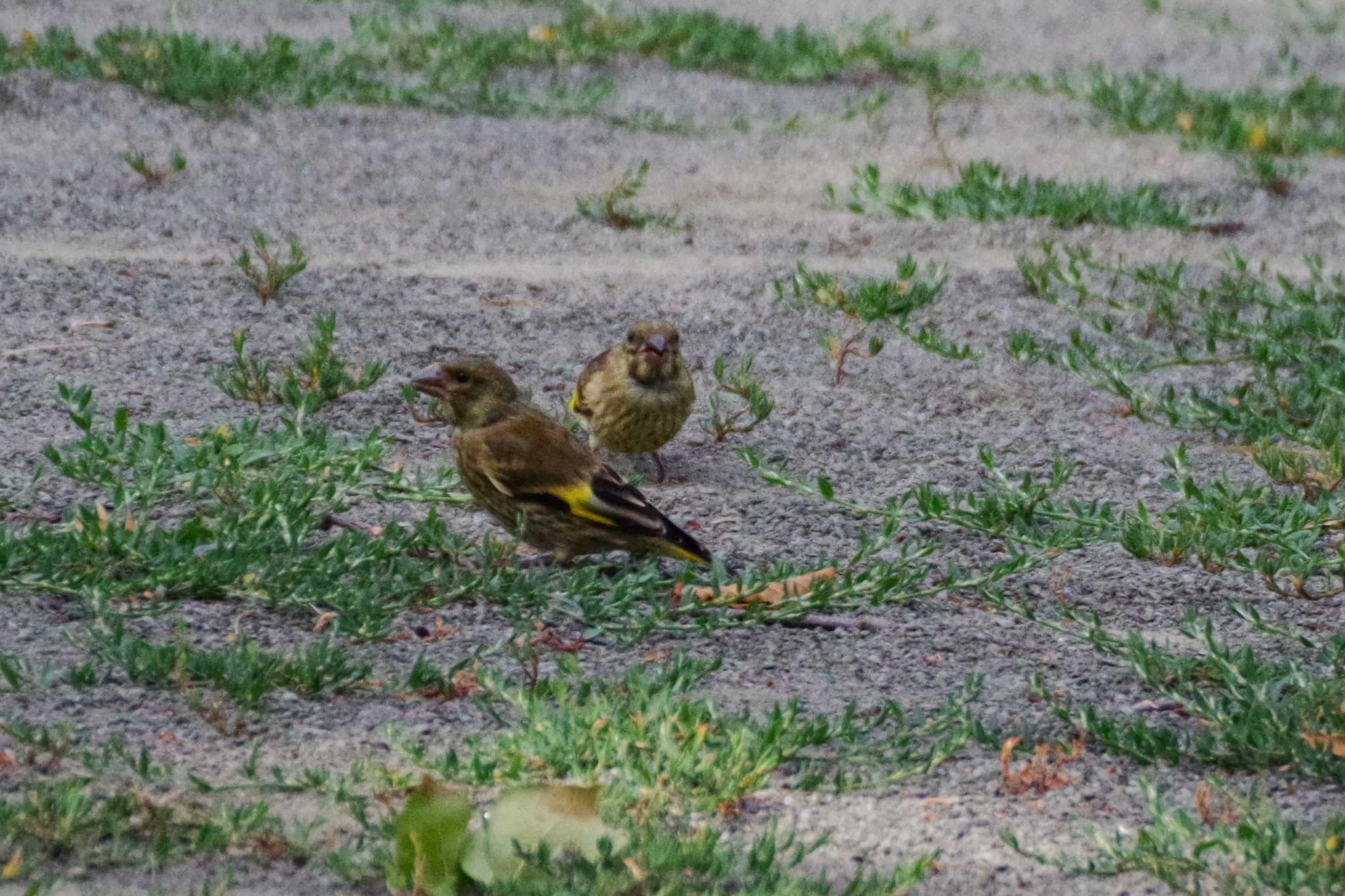 カワラヒワ