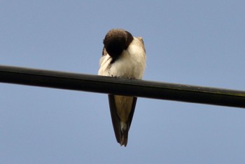 Barn Swallow 菅生沼　天神公園 Sat, 7/31/2021