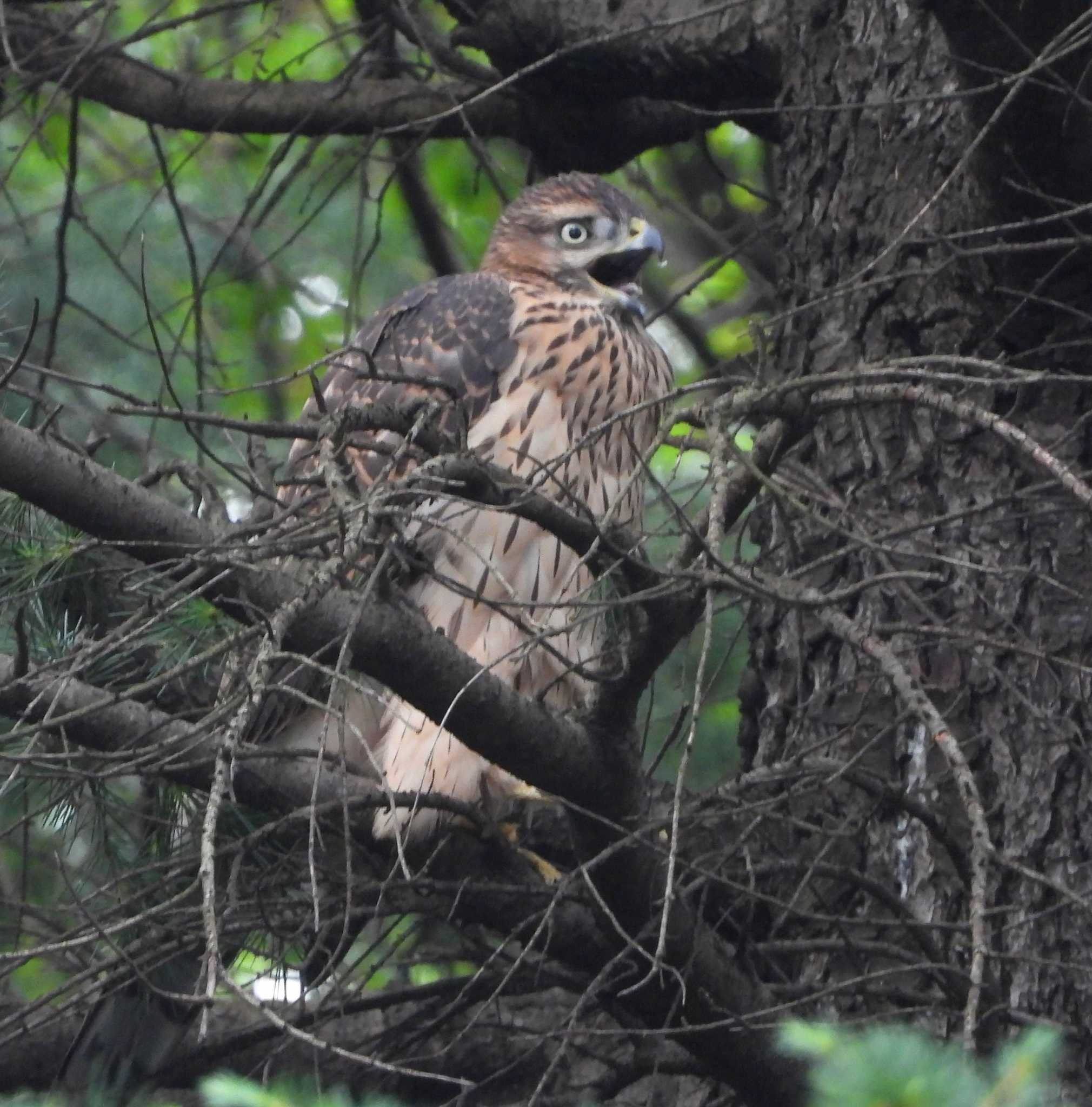  オオタカの写真 by サジタリウスの眼