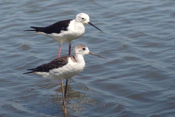 2021年8月1日(日) 東京港野鳥公園の野鳥観察記録