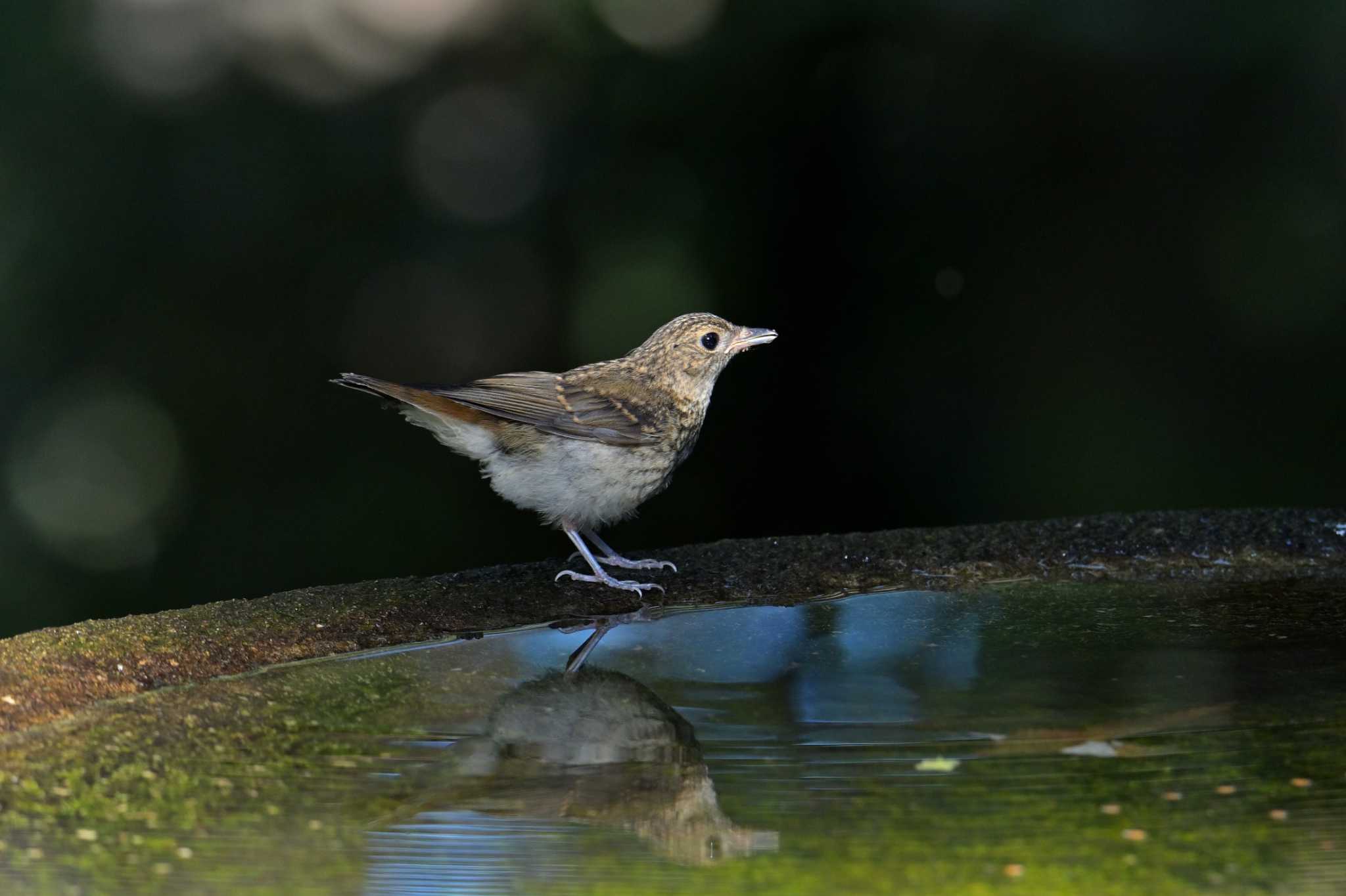 お子様 by Tosh@Bird