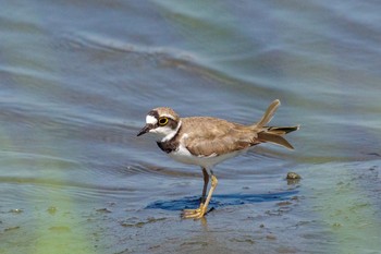 コチドリ 東京港野鳥公園 2021年8月1日(日)