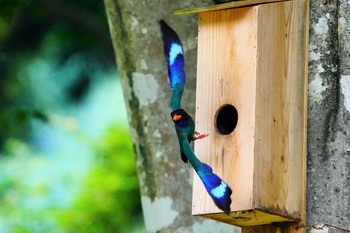 Oriental Dollarbird 松之山 Sat, 7/24/2021