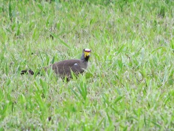 African Wattled Lapwing