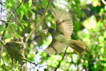 Black Paradise Flycatcher 八王子城跡 Tue, 8/3/2021