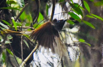 Black Paradise Flycatcher 八王子城跡 Tue, 8/3/2021