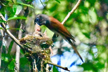 Black Paradise Flycatcher 八王子城跡 Tue, 8/3/2021