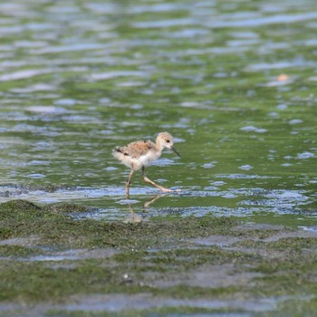 2021年7月11日(日) 東京港野鳥公園の野鳥観察記録